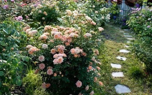 如何选品， 让你的花园梗美丽