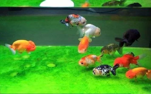 麦穗鱼与金鱼能否共养,麦穗鱼作为观赏鱼是否合适
