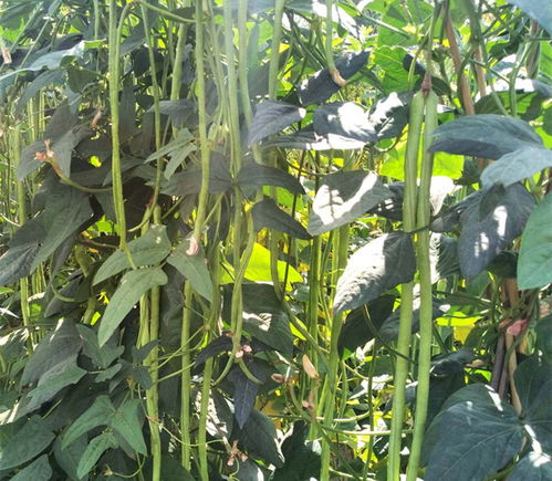 三、黄瓜，清凉可口人人爱