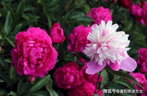 冬天新买芍药，如何种植才能顺利过冬