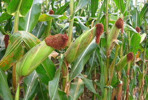 A：试种杂交谷子！