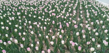 五月中旬盛开的花有哪些品种？