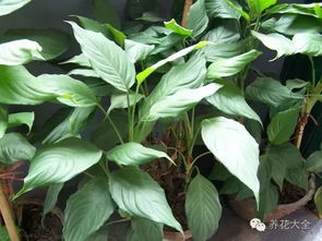 万年青需要经常浇水吗？特别是夏天和冬天