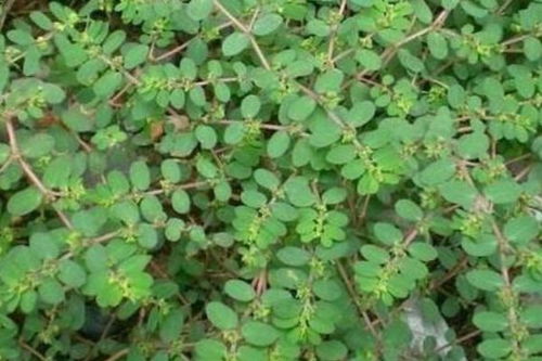 三大神草，闭眼入！