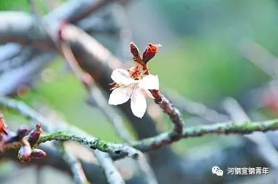 双桂十年不开花，是枯萎还是另有隐情