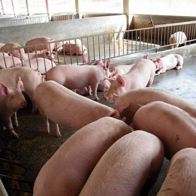 冬季猪流感症状及防治方法有哪些？