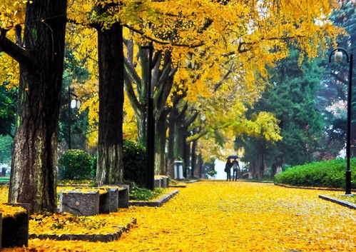 银杏树的学名揭秘