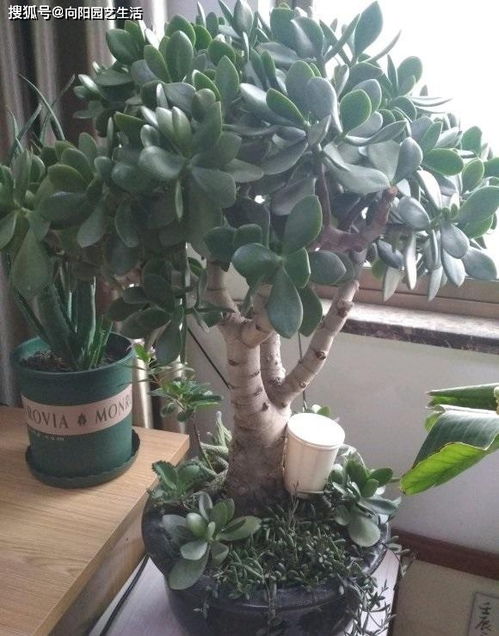 多肉吸财树养护攻略，种植技巧一网打尽
