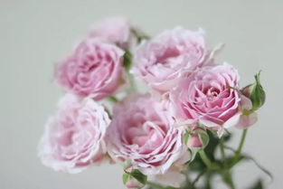 粉色玫瑰，粉黛佳人