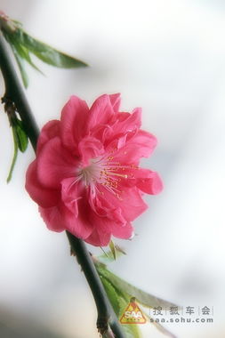 花期的别样风情