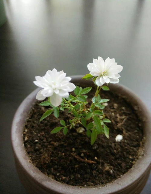 浇水：让花儿喝饱水