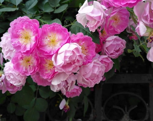 院子里种蔷薇花，真的吉利吗？