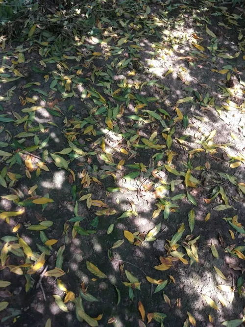 及时修剪枯叶，预防兰花根部病害