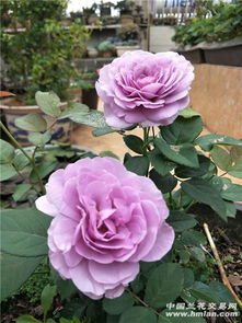 夏洛特夫人的花朵，如此迷人，为何又让人又爱又恨？