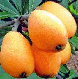 枇杷，这个神奇的果实真的适合武汉种吗？