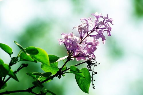 丁香花有毒吗？揭秘其安全性