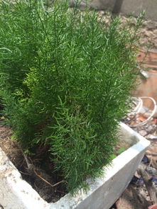 河道绿化选什么植物好？岸边种啥总烂根？7大神草固土又省钱，有诀窍吗？