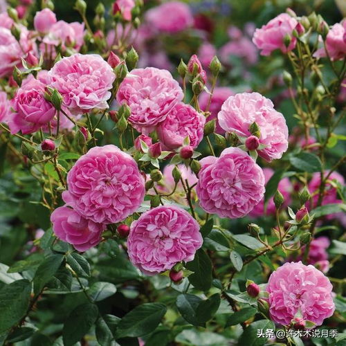 冬季月季花的修剪技巧