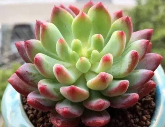 多肉植物的繁殖方式真是有趣极了