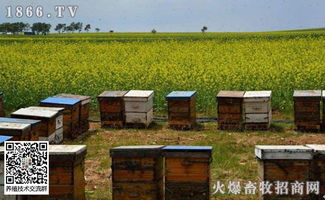 如何通过最简单的方法进行蜜蜂饲养