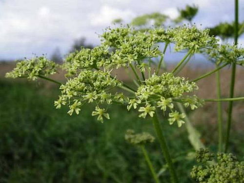 畦高沟宽， 播种技巧全在这里