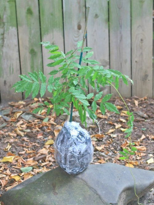 紫藤花：花盆里的墙头小英雄