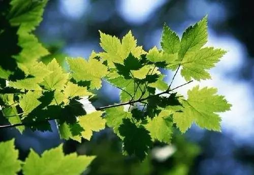植物冬季落叶，这是为什么