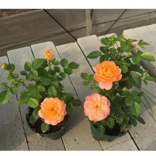 月季花园中的黄色皇后：金丝雀