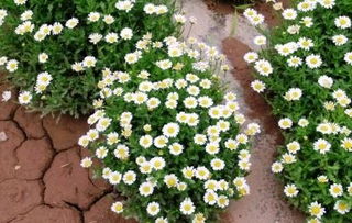 花坛种植必备，全年花开不败的10种草本花卉推荐！