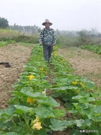 如何运用南瓜高产种植技巧，实现亩产千斤的种植目标