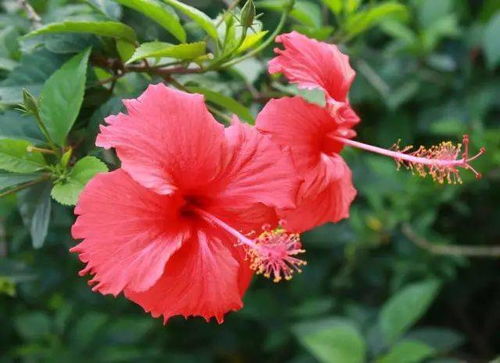 扶桑花“坐不住”，是何原因导致