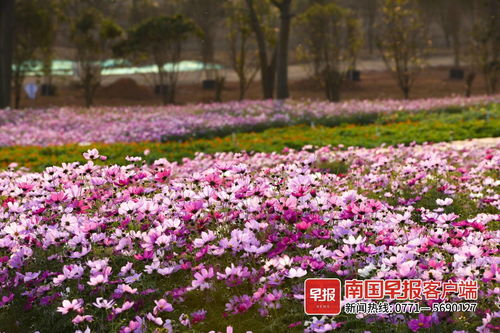 冬天什么花开放？这些花让你冬天也能赏花