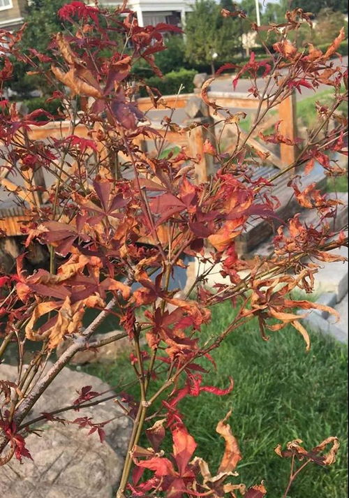 红枫叶子尖枯萎，是何原因导致