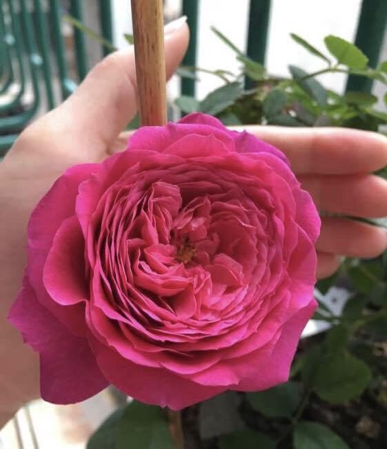 北方种植注意事项