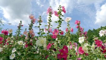 酷暑季节还嫩赏花吗？