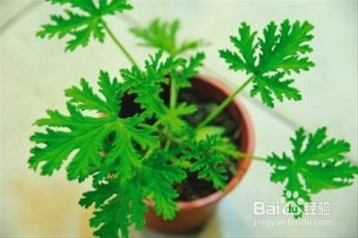 驱蚊植物效果最佳是哪些？夏季防蚊就靠这几种