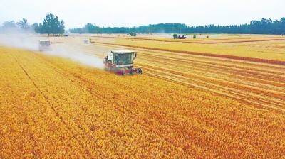 商丘市小麦残留物回收，你知道哪里Ke以去吗？