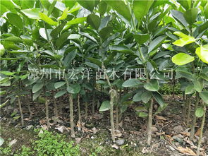 进口葡萄柚苗、 泰国青柚苗，大量批发