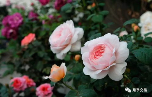 追施长效肥后的养护