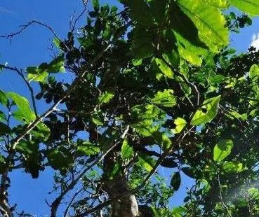 湘西古树茶油价格揭晓：一斤多少钱？