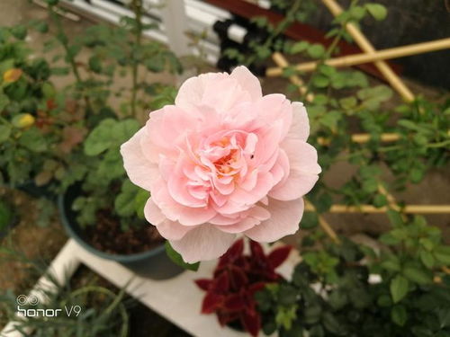 吸引力月季,橙粉色的诱惑,你的眼球沦陷了吗?