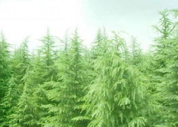 甘肃气候适宜雪松生长吗？