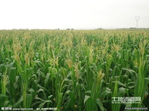 柴胡籽种旱地和水浇地每亩用量差多少？揭秘种植秘诀！