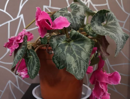 蟹爪兰仙客来，掐顶再开花，连开两次更惊艳！