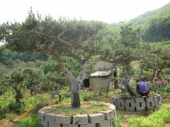 站在松树下 感受到它们散发出宁静与坚韧