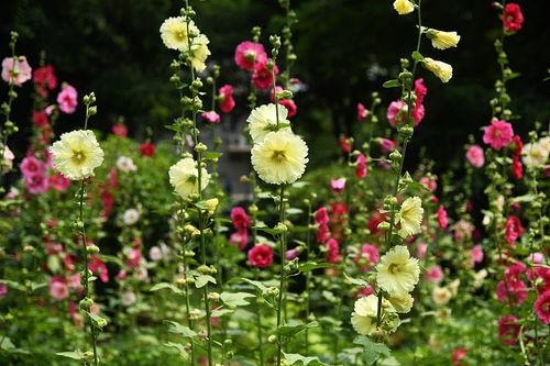 养花草， 感受四季变化