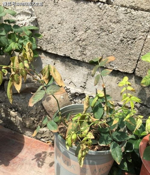 月季花蚜虫和蚧壳虫的烦恼