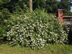 国外品种：老外喜欢啥样？