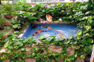 1. 定期清理鱼缸