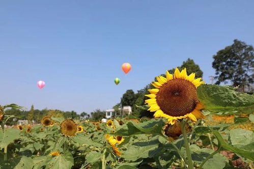 菊花，五彩斑斓的画卷